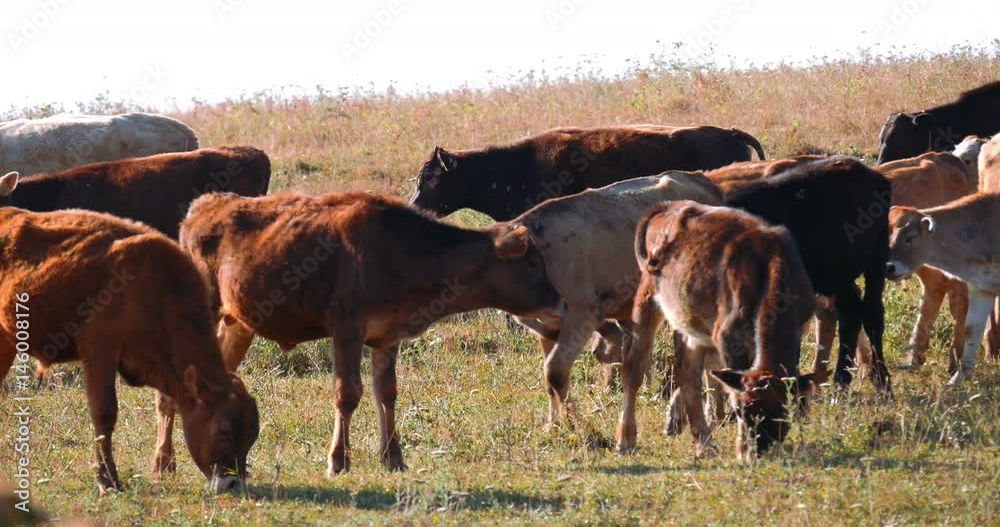 Herd of dairy cows grazing