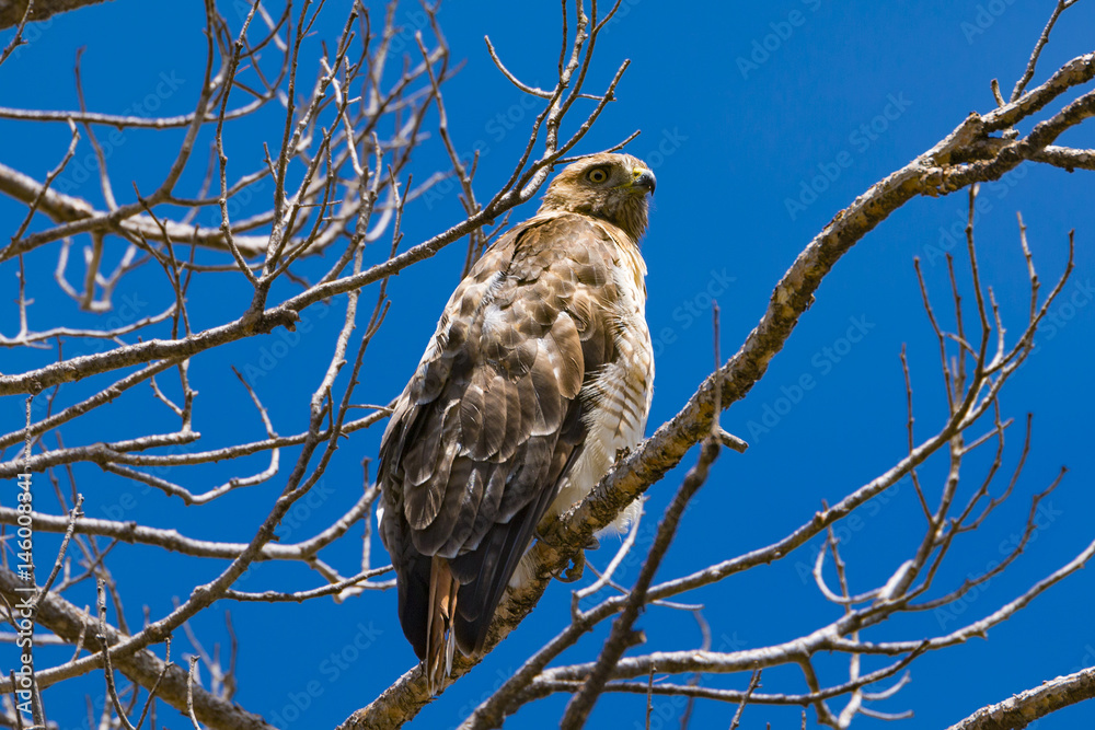 Red-tailed Hawk perched on a tree branch Red-tailed Hawk perched on a tree branch