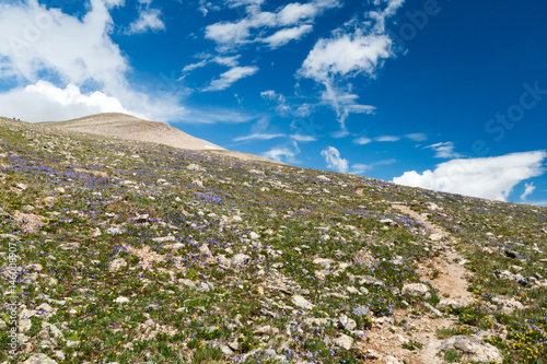 Hiking trail through wildflowers in Colorado landscape © deberarr