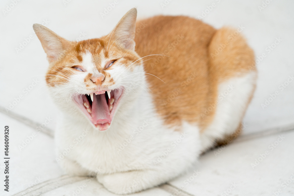 portrait of white-light brown cat screaming isolated