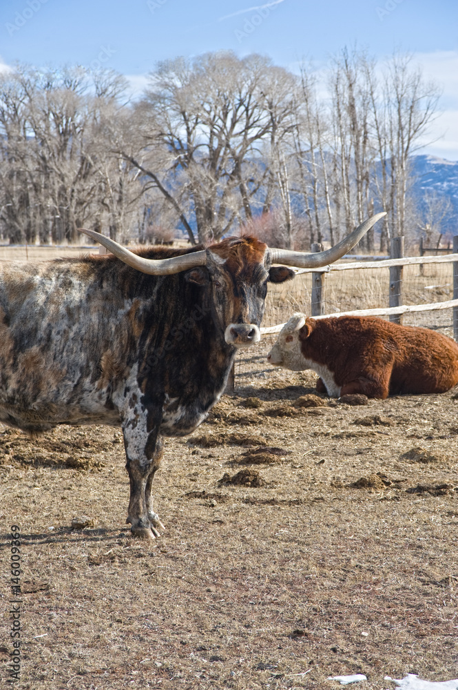 Longhorn Bull and Hereford Cow Longhorn Bull and Hereford Cow