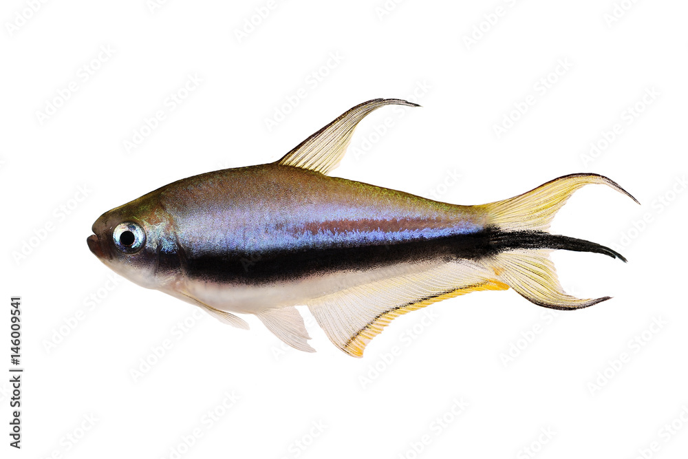 Fototapeta premium Emperor tetra Nematobrycon palmeri aquarium fish 