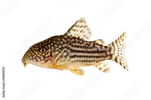 Cory Catfish Corydoras sterbai Sterba s Cory aquarium fish 