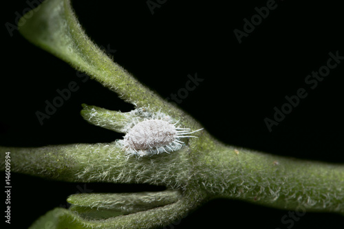 Close up photo of Coccidae on leaf photo