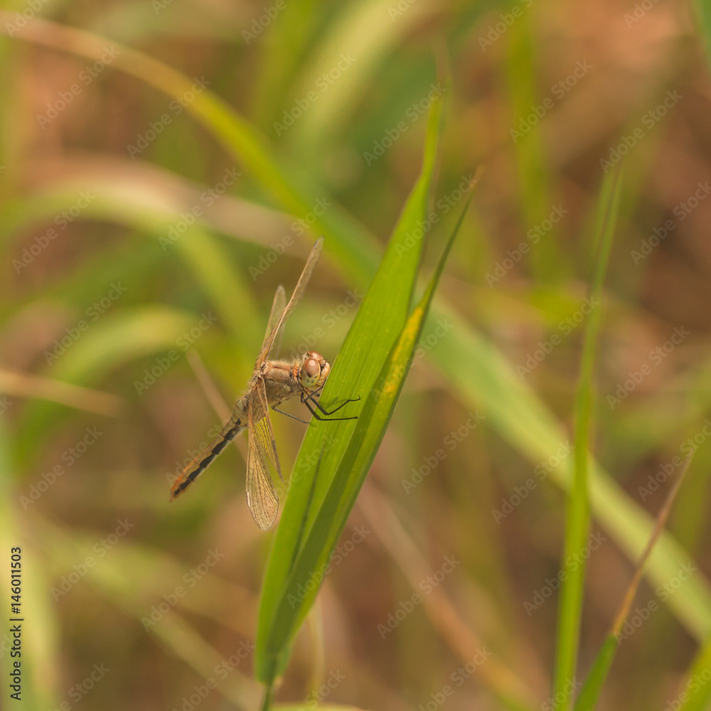 Brown Cherry-Faced Meadowhawk Dragonfly Brown Cherry-Faced Meadowhawk Dragonfly