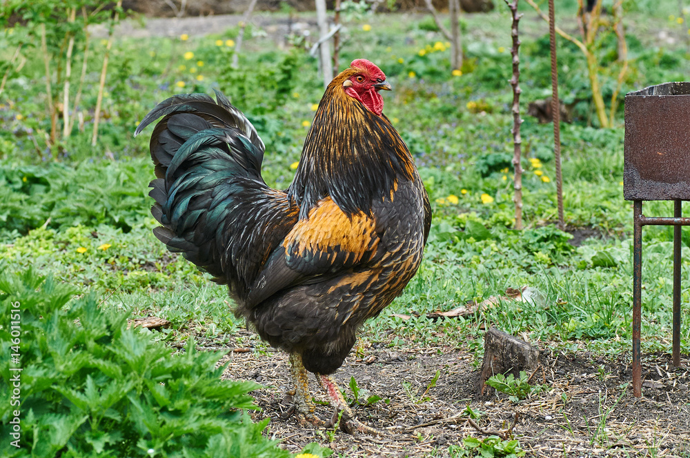 The rooster in a green garden.