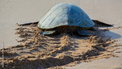 Naklejka Turtle leaving