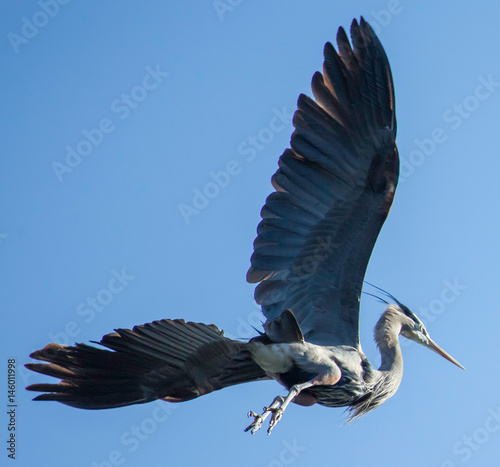Naklejka Heron wings