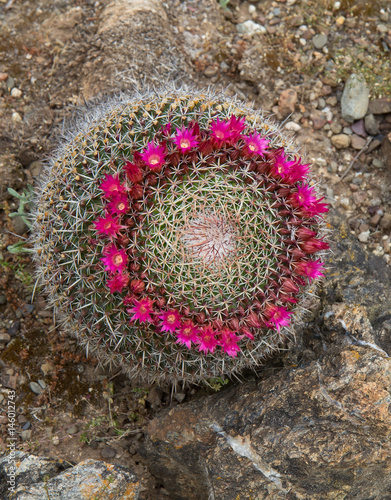 Cactus Mammillaria hahniana 