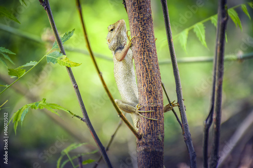 A beautiful Indian Chameleon