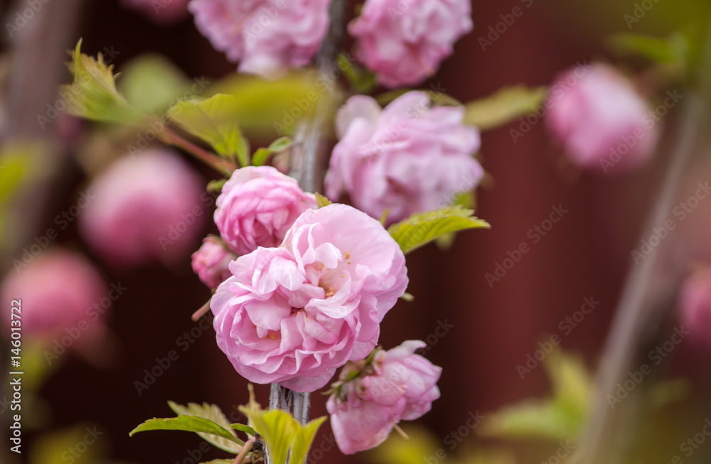 Spring pink japanese cherry blossoming in the spring garden Spring pink japanese cherry blossoming in the spring garden