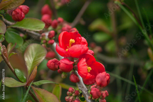 Red spring Japanese quince flowers