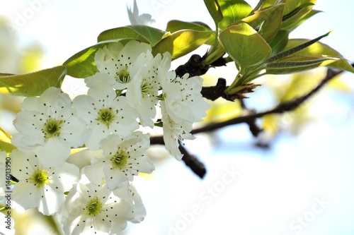 Nashi Pear blossoms in japanese spring photo