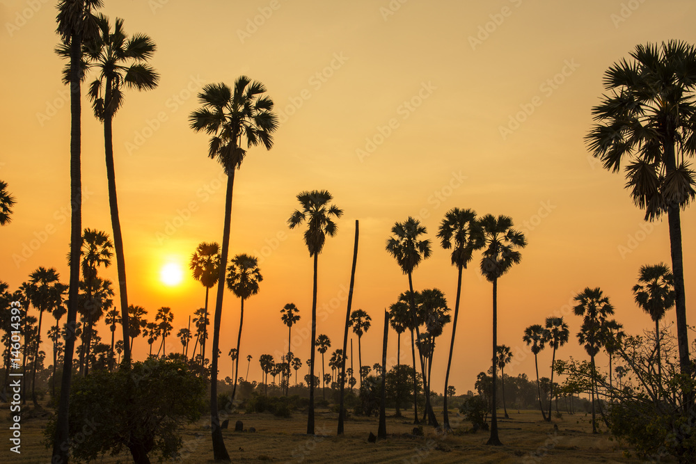 Landscape sugar palm trees and rice field in sunset.