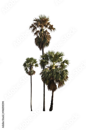 Sugar palm trees on isolated white background. © NOPPHINAN