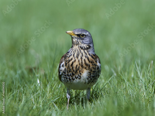 Fieldfare (Turdus pilaris)