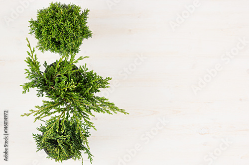 Modern, minimalist composition with border of conifer plants in pots top view on white wooden board background. Blank copy space.
