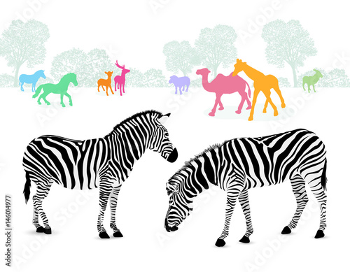 Zebra couple with colorful silhouette animals. illustration isolated on white background.