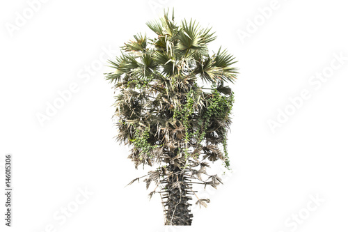 A tall sugar palm tree with fan-shaped leaves and textured trunk, isolated on a white background, ideal for botanical and tropical design projects.