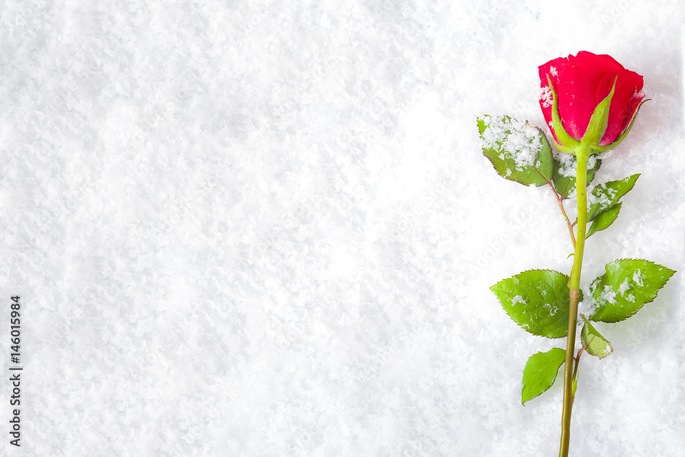 Love will endure forever - frozen winter red rose covered in snow and frost laying on the ground surrounded by ice crystals and water drops, a sign of unflattering lasting passion with copy space Love will endure forever - frozen winter red rose covered in snow and frost laying on the ground surrounded by ice crystals and water drops, a sign of unflattering lasting passion with copy space