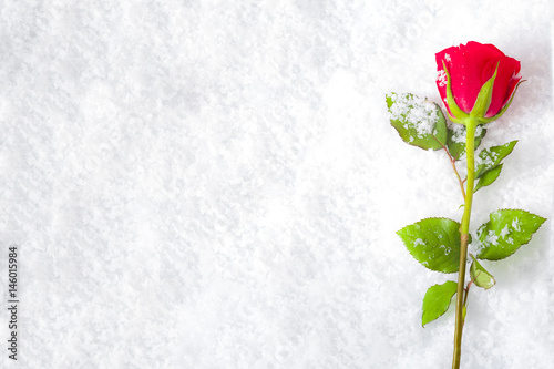 Love will endure forever - frozen winter red rose covered in snow and frost laying on the ground surrounded by ice crystals and water drops, a sign of unflattering lasting passion with copy space