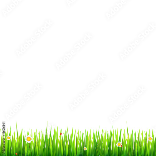 Green, natural grass border with white daisies, camomile flower and small red ladybug on white background. Template for your design or creativity.