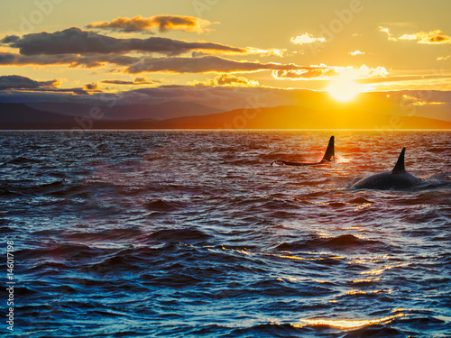 Two killer whales against setting sun. Vancouver Island, British Columbia, Canada