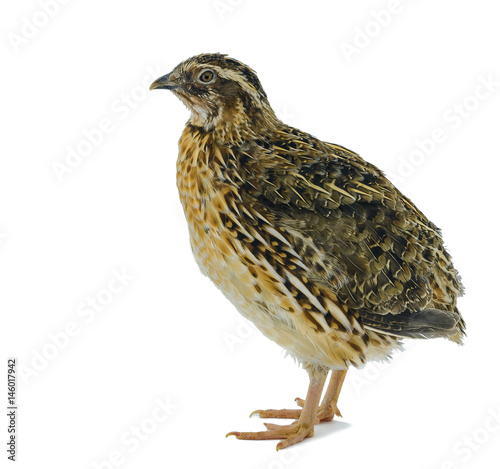Quail hen isolated on white. Domesticated quails are important agriculture poultry