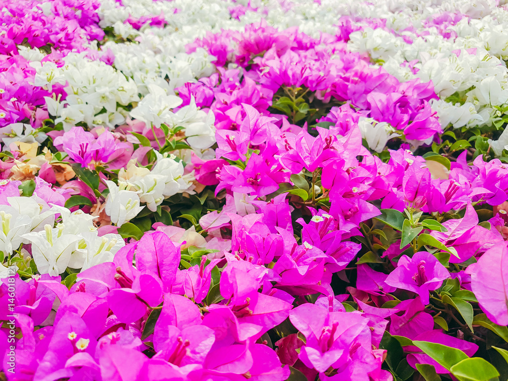 A vibrant mix of pink and white bougainvillea flowers in full bloom, creating a colorful and lush garden scene.