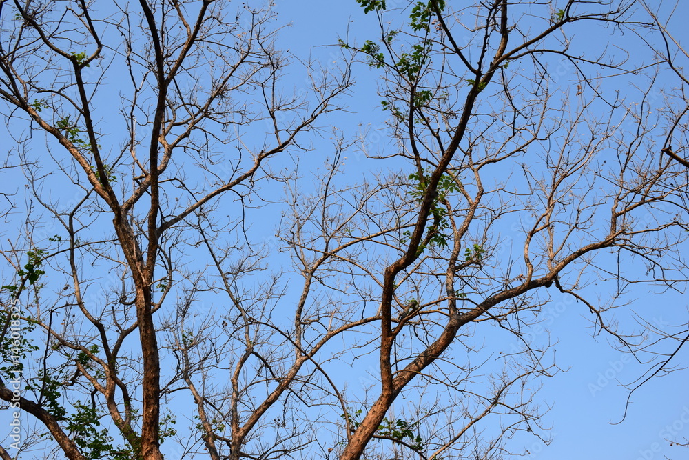 Tree without leaves