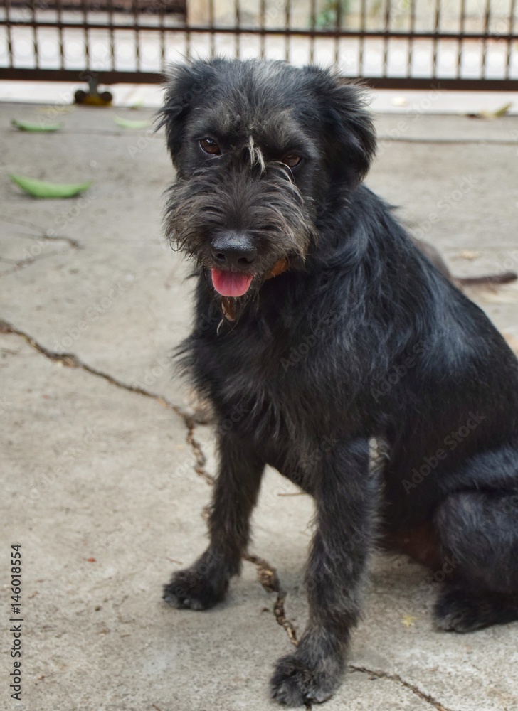 A black dog moving forward. A black dog moving forward.
