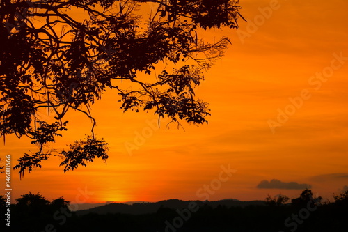 silhouette tree and  sunset beautiful colorful landscape in sky twilight time