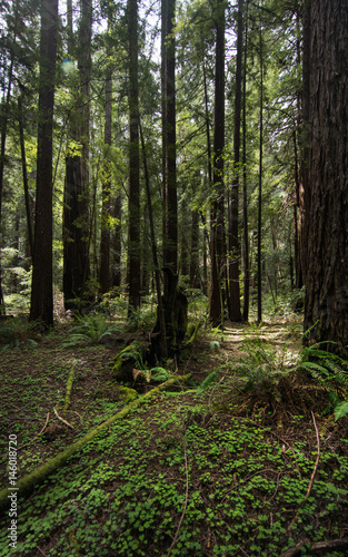 Forest In the Redwoods, California
