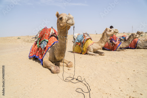 Camel in the Thar Desert