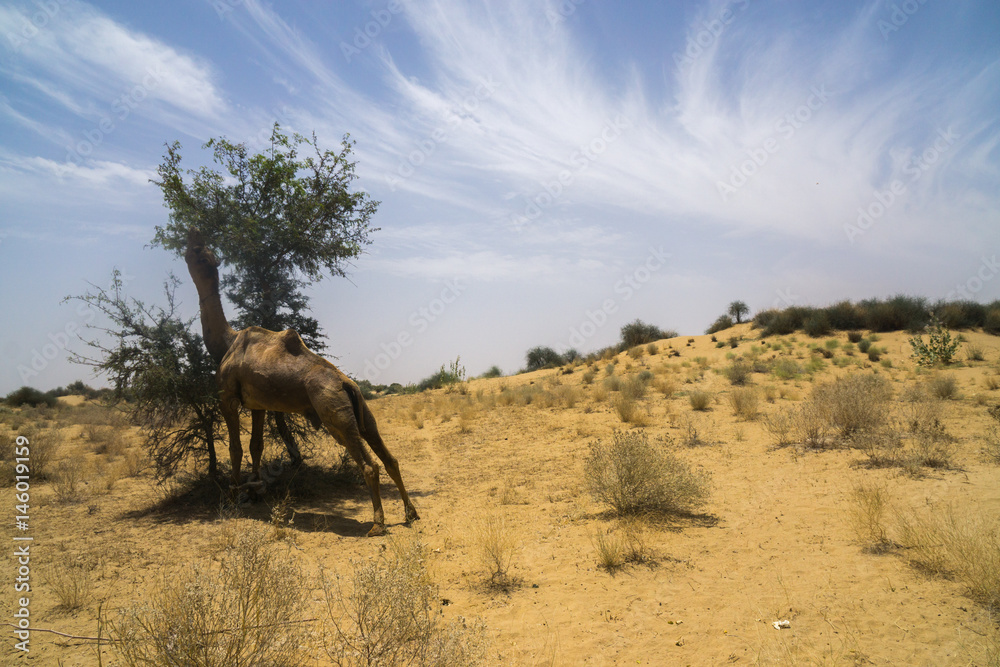 Eating camel in the Thar Desert