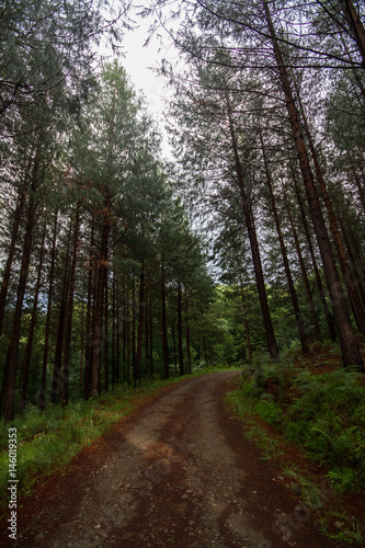 forest roads in hogsback south africa