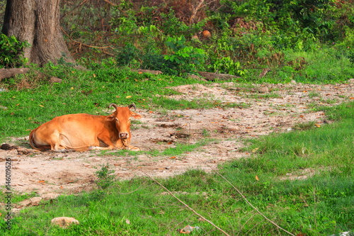 brown cow relax on a green meadow in the countryside