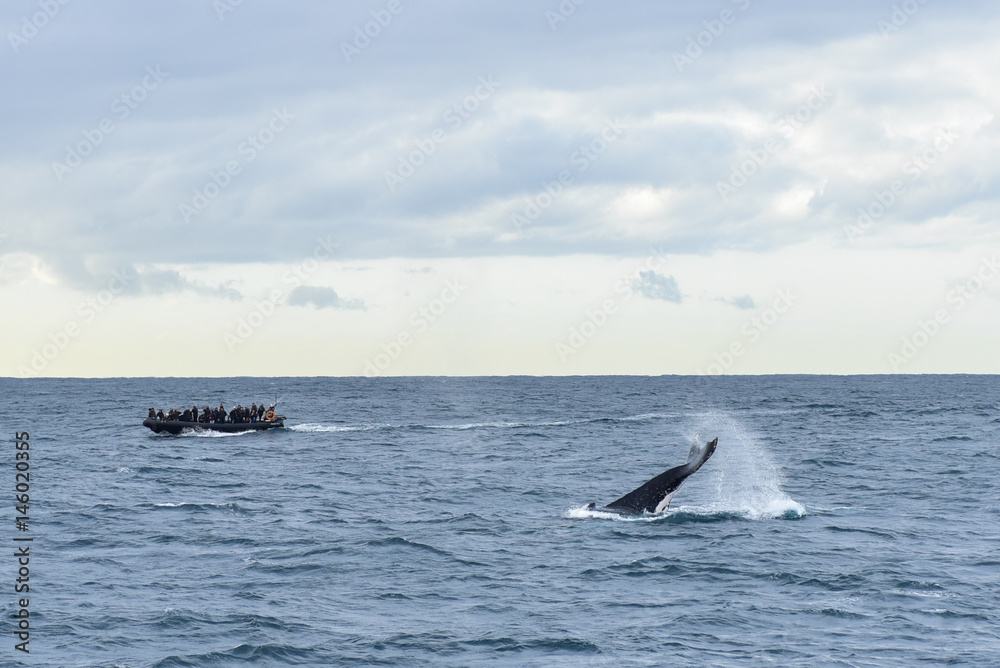 Fototapeta premium Humpback whales in wildlife