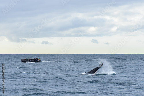 Humpback whales in wildlife