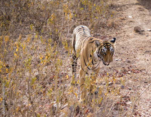 Wild tiger in India
