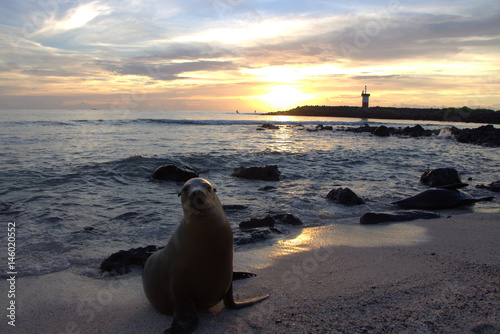 Sea Lion at sunset in Galapagos Islands / Ecuador