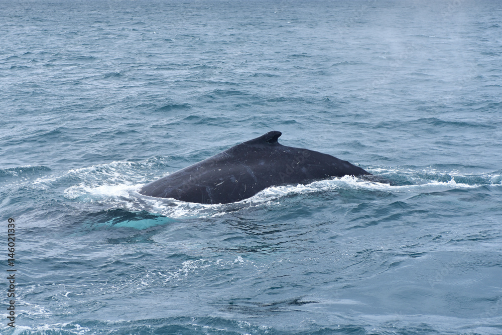 Fototapeta premium Humpback whales in wildlife
