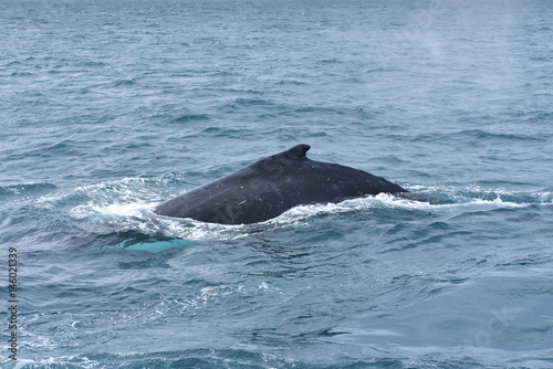 Humpback whales in wildlife © mariematata