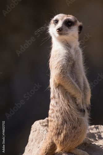 Surikata, Suricata suricatta. Small african mammal meerkat or suricate watching out for dange