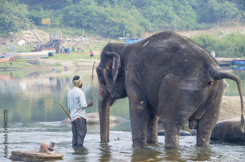 The Indian elephant bathes in the river swim  