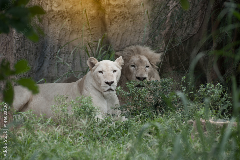 Fototapeta premium The white lion is occasionally in South Africa and is a rare color mutation of the Kruger subspecies of lion (Panthera leo krugeri).
