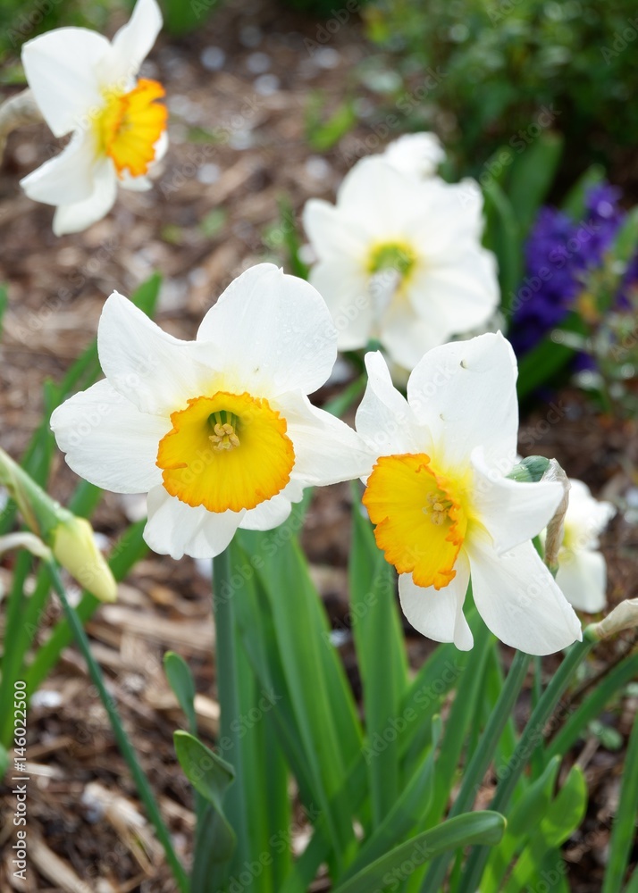 close up picture of street flowers blooming in Paris close up picture of street flowers blooming in Paris