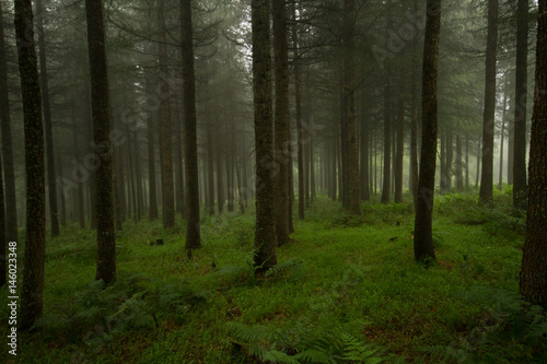 forest in hogsback south africa