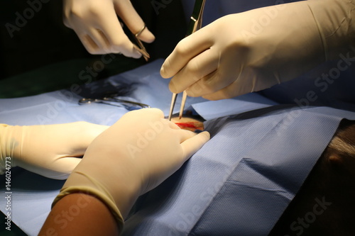 Veterinary surgery - ovariectomy by dog (staffordshire terier) photo