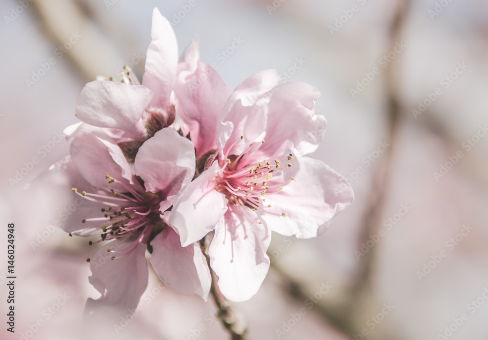 Naklejka premium Peach Blossoms Pink